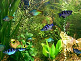 Fish Aqua 3D Screensaver screen shot