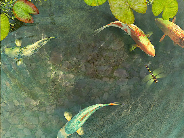 Koi fish 3d screensaver download animated 3d screensaver for Koi pond screensaver
