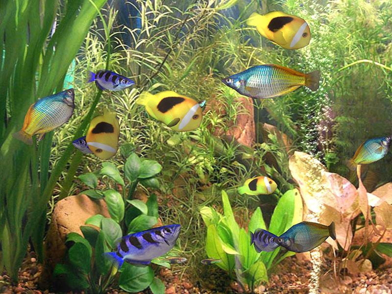 animated aquarium wallpaper. aquarium on your desktop.