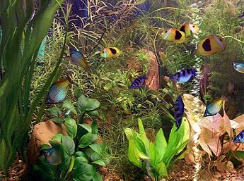 Das große Aquarium 3D Bildschirmschoner
