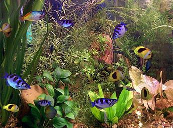 Das große Aquarium 3D größeres Bild