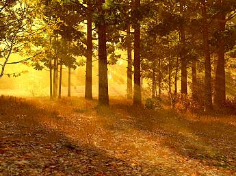 Autumn Forest 3D Écran de Veille