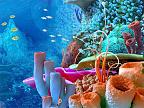 Coral Reef 3D: View larger screenshot