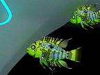 Cyberfish 3D: View larger screenshot