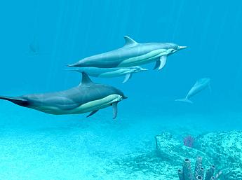 Дельфины 3D увеличить