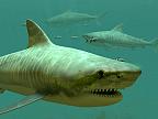 Tiger Sharks 3D: View larger screenshot