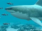 White Sharks 3D: View larger screenshot