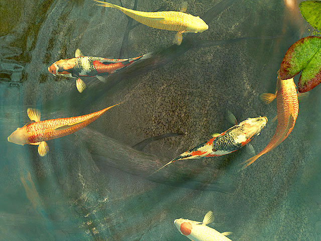Koi Fish 3D - Gallery / Image 2 of 3
