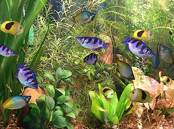 Aquarium 3D pour Mac OS X Image plus grande