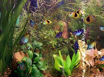 Acuario en 3D play video