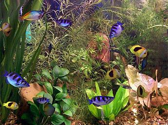 Aquarium 3D Image plus grande