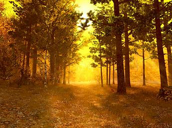 Autumn Forest 3D Image plus grande