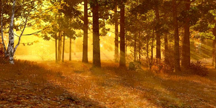 Осенний Лес 3D