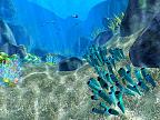 Coral World 3D: View larger screenshot