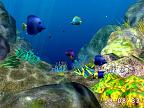 Coral World 3D: View larger screenshot
