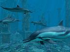 Dolphins - Atlantis 3D: View larger screenshot