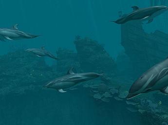 Dolphins - Pirate Reef 3D Image plus grande