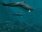 Dolphins - Pirate Reef 3D: View larger screenshot
