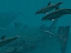 Dolphins - Pirate Reef 3D: View larger screenshot