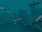Dolphins - Pirate Reef 3D: View larger screenshot
