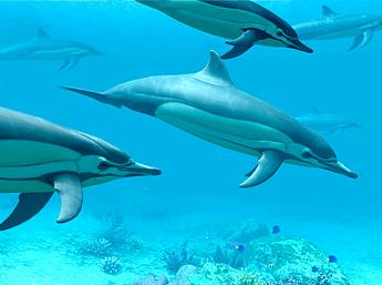 Dolphins 3D larger image