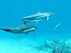 Dolphins 3D: View larger screenshot