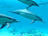 Dolphins 3D Écran de Veille