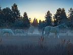 Fog Horses 3D: View larger screenshot