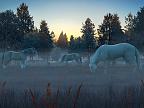 Fog Horses 3D: View larger screenshot