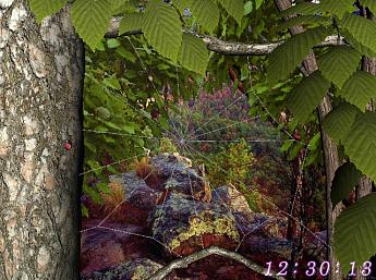 Univers Forestier 3D Image plus grande