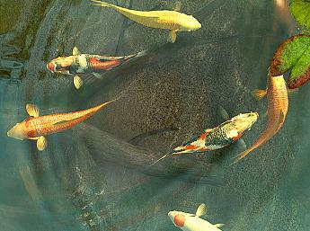 Koi Fish 3D Image plus grande