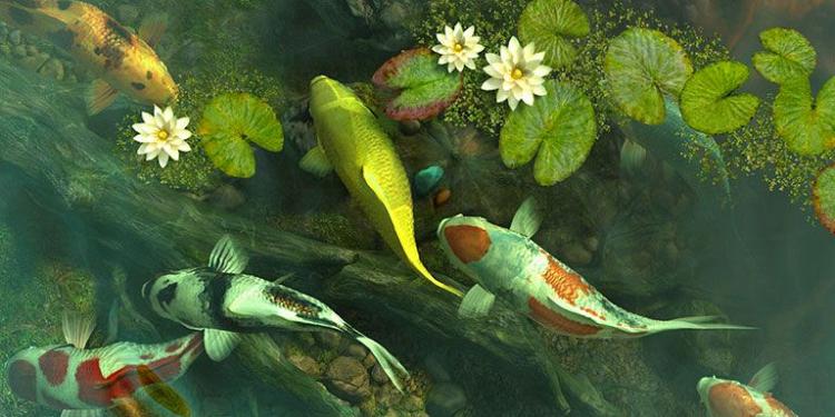 Koi Pond - Garden 3D
