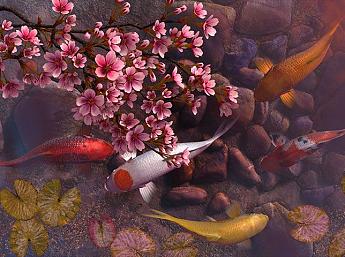Koi Pond - Sakura 3D imagen grande