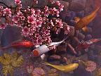 Koi Pond - Sakura 3D: View larger screenshot