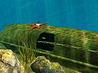 Ocean Fish 3D: View larger screenshot