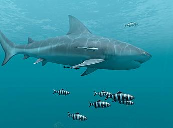Sharks 3D larger image