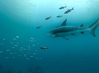 Sharks 3D larger image
