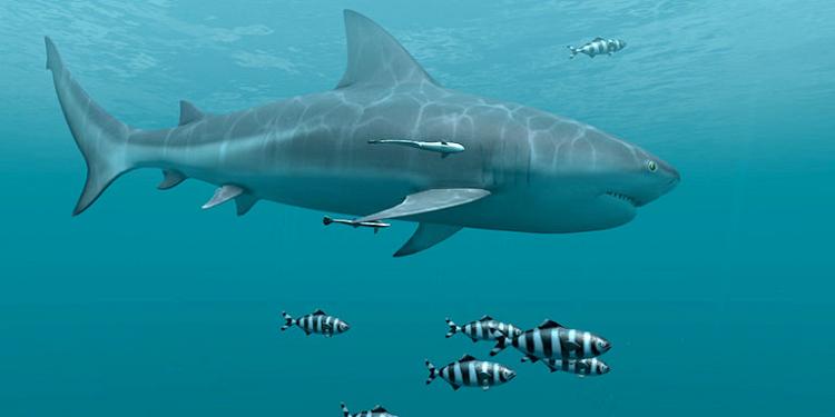 Sharks 3D