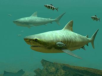 Tiger Sharks 3D Image plus grande