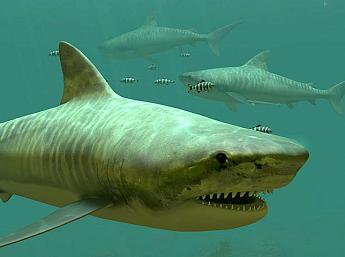 Tiger Sharks 3D Image plus grande