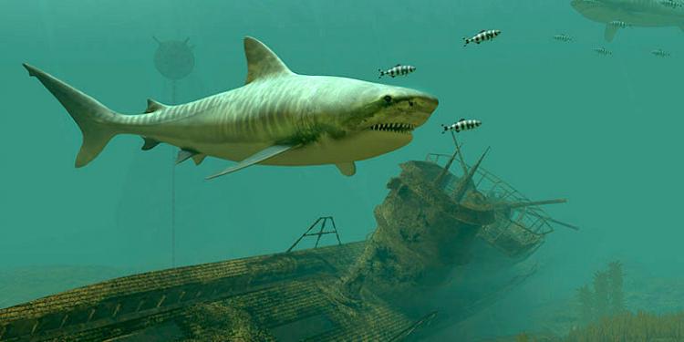 Tiger Sharks 3D