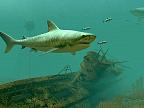 Tiger Sharks 3D: View larger screenshot