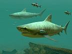 Tiger Sharks 3D: View larger screenshot