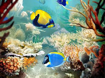 Tropical Fish 3D Image plus grande