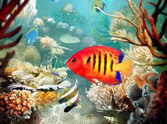 Tropical Fish 3D Image plus grande