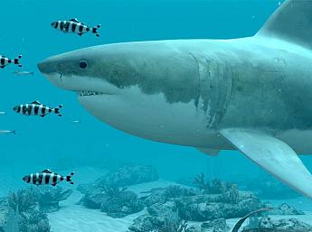 Белые Акулы 3D увеличить