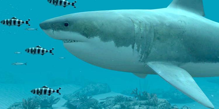 White Sharks 3D