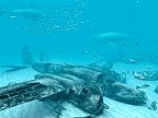 White Sharks 3D: View larger screenshot