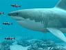 White Sharks 3D Salvapantallas