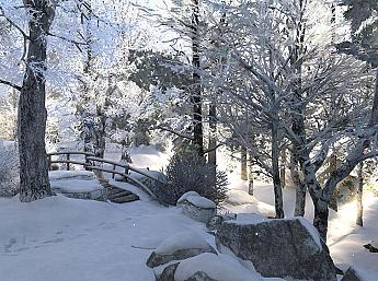 Winter Walk 3D imagen grande